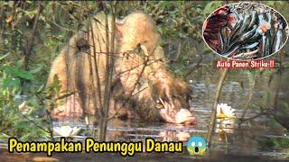 SPOT ANGKER SI PENUNGGU DANAU KELUAR DARI SARANG NYA  LANGSUNG PANEN STRIKE !! Lure Tanpa Nama