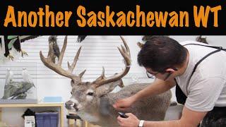 White tail Deer. 2nd one from Saskachewan. Art of Taxidermy.