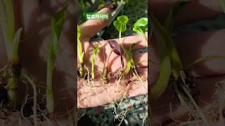 알로카시아 자구 번식시키켜보기 #식물 #알로카시아 #번식 #자구 #가드닝 #식집사 #plants