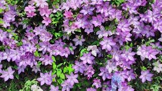 Beautiful Clematis flower paradise.||  Clematis flower garden.