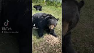 Come see us️#foryou #santuary #bears #bearmandan #love #wilderness #fluffy
