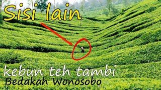 Hiking  di Kebun Teh Tambi  WISATA WONOSOBO puisi ranie