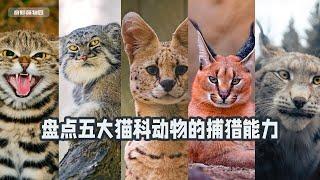 天生的猎手实力究竟如何？盘点五大猫科动物的捕猎能力