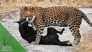 Leopard vs dog | 7 brutal leopard attacks on dogs caught on camera! | Animal World