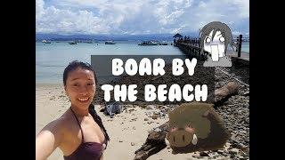 Boar by the Beach  [Asia Trip 2017 Vlog #10]  LAZYPANDAH