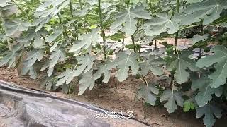 种无花果不会用肥怎么行，多年用肥经验免费分享，看1遍就明白！