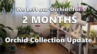 Our Orchids After 2 Months Away // Collection Update