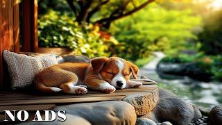 ⭕ 12 Hours of Calming DogDog Non-Stop Anxiety & Boredom ReliefDog Relaxation Music #2