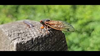 The Sound of Pharaoh Cicadas (17 year) (Magicicada septendecim)