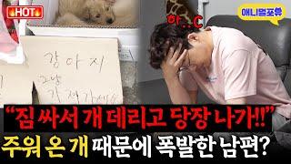 딸기 사러 갔다가 주워 온 강아지, 집 안을 박살 낸 이유 I KBS 개는 훌륭하다 230703 방송