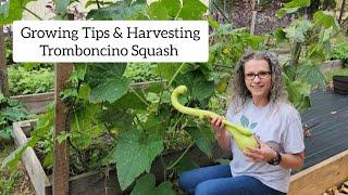 Growing Tips and Harvesting Tromboncino Squash