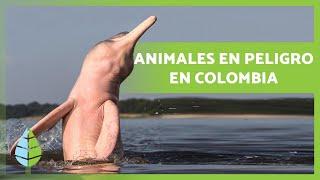 10 Animales en PELIGRO de EXTINCIÓN en COLOMBIA ️