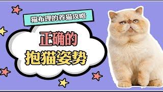 正确的抱猫姿势