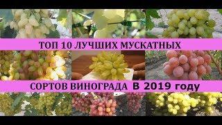 ТОП 10 ЛУЧШИХ МУСКАТНЫХ СОРТОВ ВИНОГРАДА 2019/Top of the best grapes