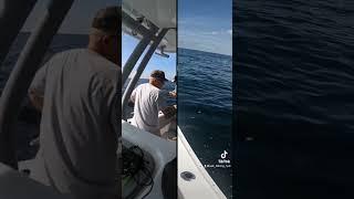 Trigger Fish Catch!!!