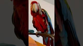 Lulu Say Hi ️ || #parrot #macaw #birds #pets #ytshorts