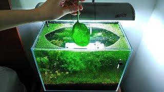 7 Months Update – (Feeding Frenzy) NO filter, NO CO2, NO Ferts 5 Gallon Nano Tank