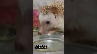 물마시는 고돌이 #hedgehog #고슴도치 #고슴도치키우기 #장수한애 #현재는무지개 #추억영상