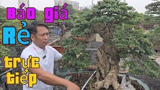 Báo giá trực tiếp các TP Bonsai tại chợ Cây Long Biên