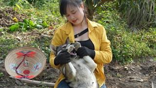 Take care of tomato and gourd gardens, harvest taro sprouts, and make cakes from taro