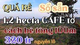 (206-đã bán) Quá rẻ | Tổng 1,2 hecta trong bìa đag trồng cafe, tầm nhìn cực đẹp , chỉ 320 triệu