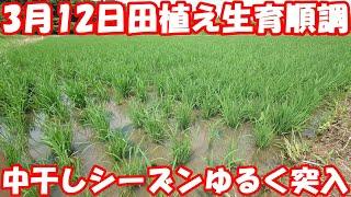 中干しに懐疑的な太郎は干したり干さなかったり。