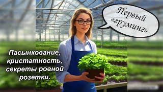 Пасынки на фиалках | Ювенильные листики | Что такое кристатность