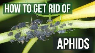 How to Get Rid of Aphids Guaranteed (4 Easy Steps)