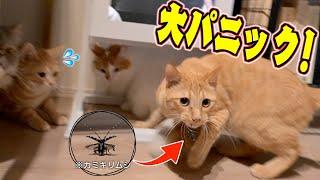 【閲覧注意】猫だらけの家に侵入してきたカミキリムシの悲惨な末路がこちら...。