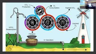 Integration of respiratory and renal responses to acute and chronic blood gas challenges -  Dr.  Day