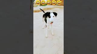 #very best and most popular and gangster #dogs most powerful and most popular #like please ️
