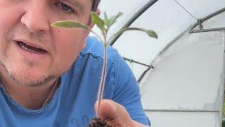 Tuto rempoter les tomates 