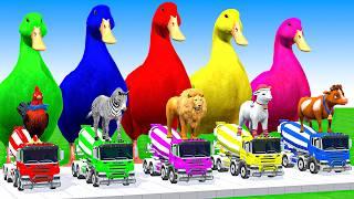 5 Giant Duck Cartoon, Cow, Mammoth, Elephant, Lion, Paint Wild Animals Crossing Fountain Animation