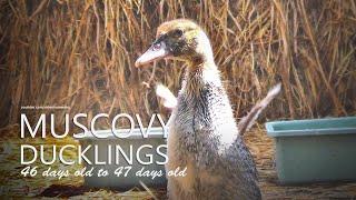 Muscovy Ducklings RAMBON: 46 Days Old to 47 Days Old