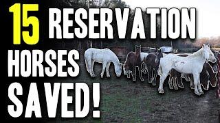 15 Reservation Horses Saved! - Horse Plus Happenings Vlog #40 | 12-03-2024