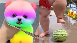 2024 Chó Phốc Sóc Mini  Funny and Cute Pomeranian#20 直