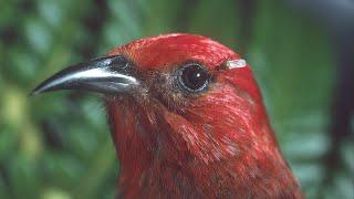 Hawaii's Vanishing Forest Birds