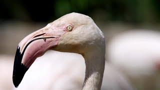 Flamingos Display Best Moves | Animals In Love | BBC Earth