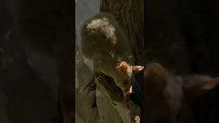 #monitor kills#short video#short field#JD-Guru-B‍