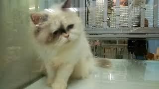 PET SHOP SEREMBAN 2 /CAT PRICE MALAYSIA/SHOUT OUT