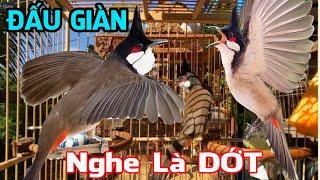 Chào Mào Đấu Giàn | Hót Đấu Ché Kích Bổi Lên Lửa | Tập Chào Mào Bổi Đi Giàn !