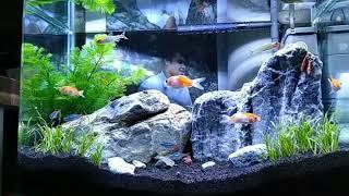 Aquascape Pemula