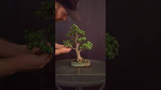 Using wire to improve your bonsai design  #bonsai #bonsaitree #gardening #garden #plants #howto