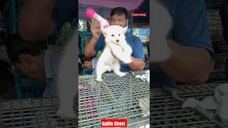 Pat Market Kolkata dog market/lowest price puppy dog/Gallif Street dogs low price