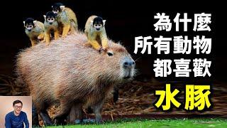 卡皮巴拉把鰐魚當坐騎，帶頭反擊人類社區，世界上最有親和力的動物——水豚capybara【老肉雜談】#動物 #水豚 #亞馬遜 #寵物 #capybara #野生動物