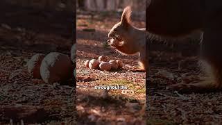 Nutty Preparations #squirrel #animals #rescue #shortvideo