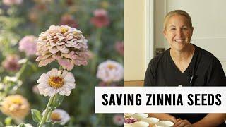 How To Harvest Zinnia Seeds From Your Cut Flower Garden : Sunshine and Flora