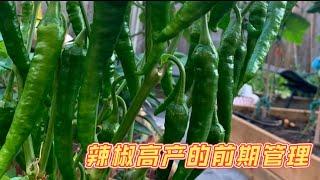 辣椒高产种植技术分享｜选种 育苗 施肥 整枝打叉