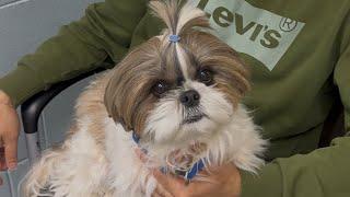 Don't Give Up on Your Babies: Murphy’s Cancer Journey So Far️‍🩹