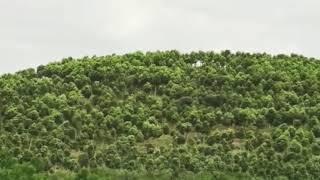 Largest Agarwood plantation in the world